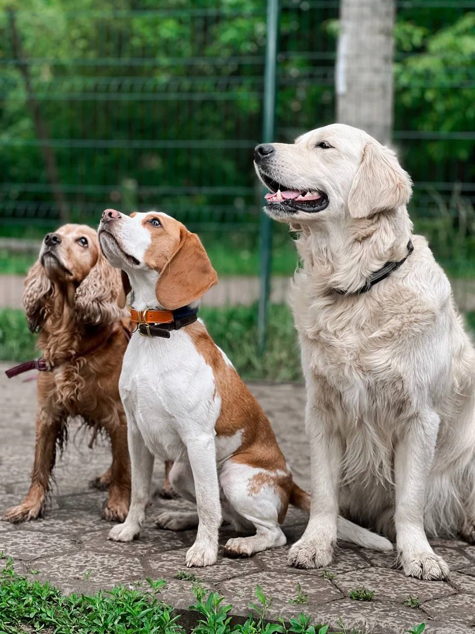 "Dog care" - школа тренувань, зооготель, грумінг, кінолог, зоомагазин в Івано-Франківську — фото 2