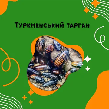 Фото бізнесу Зоомагазин "Зоолог"