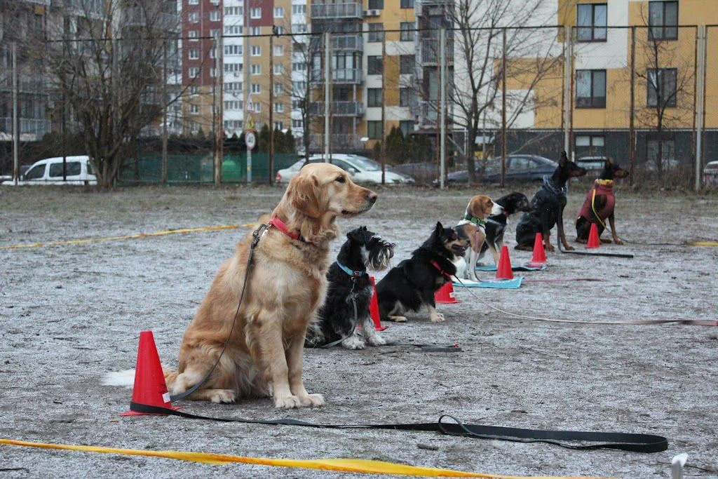 Дресирування собак "MaliGuards Club K9" — фото 2
