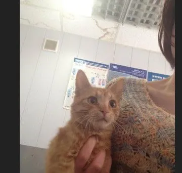 Фото бізнесу Сдружение „Германо-Българска Помощ за Животните“