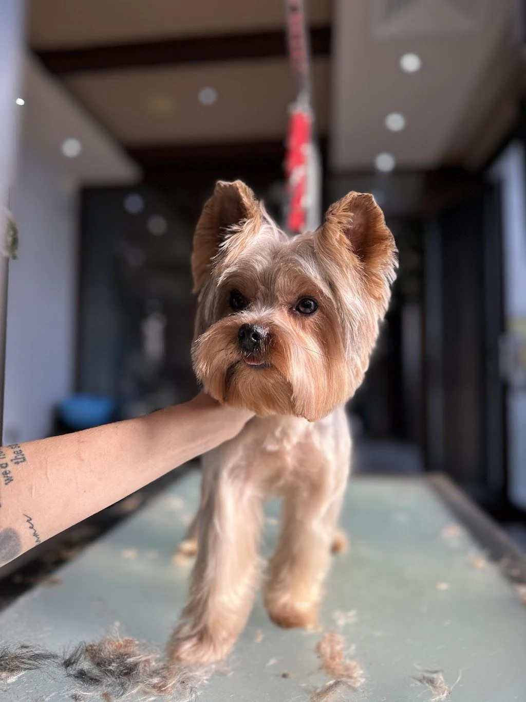 Woof Gang Grooming Summer & Gabbie — фото 2