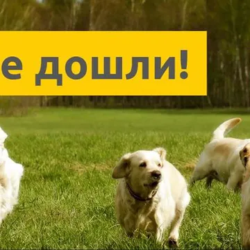 Фото бізнесу Център за кучета "Послушен"