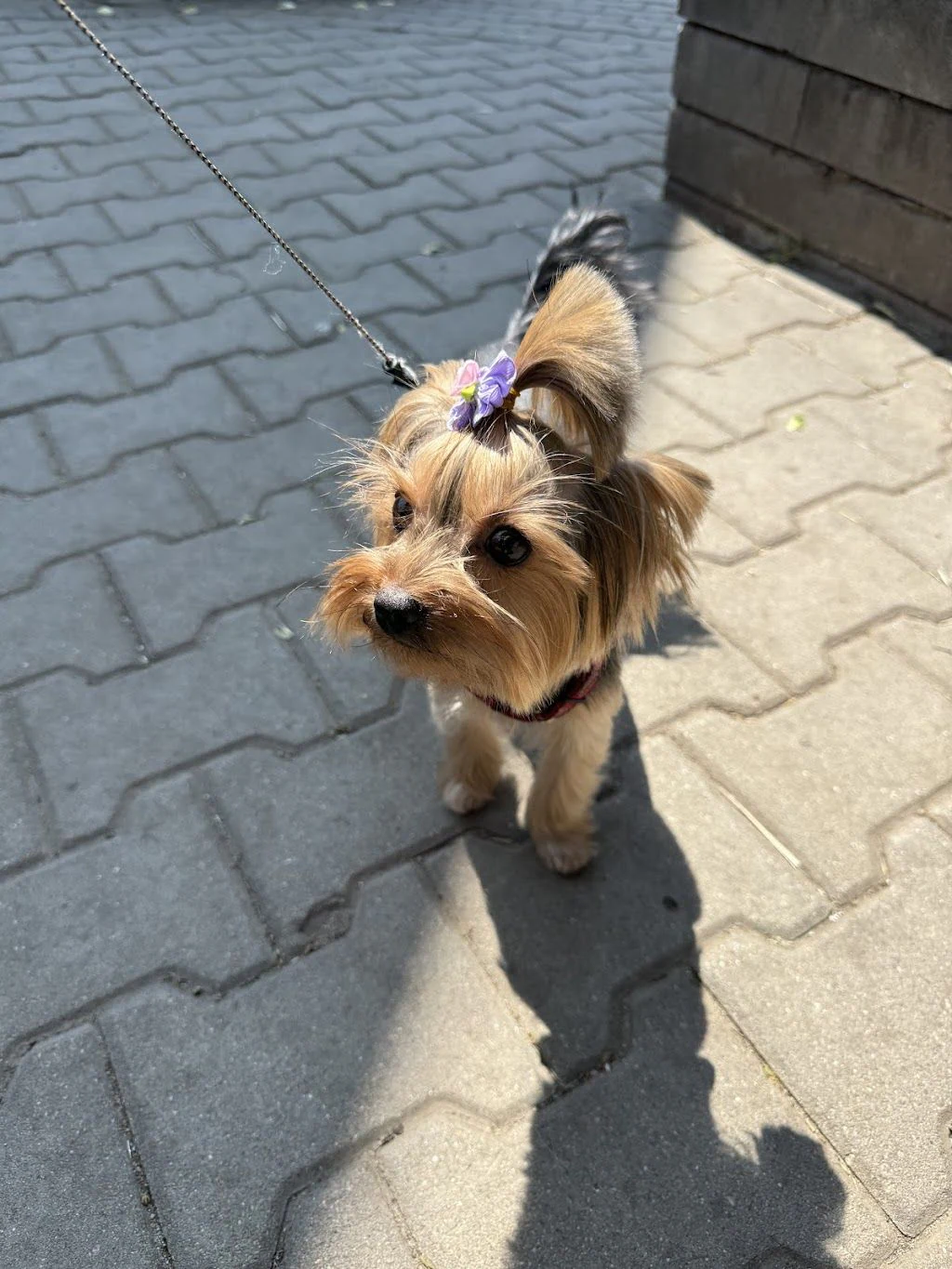 Груминг салон "My Beauty Dog" — фото 5