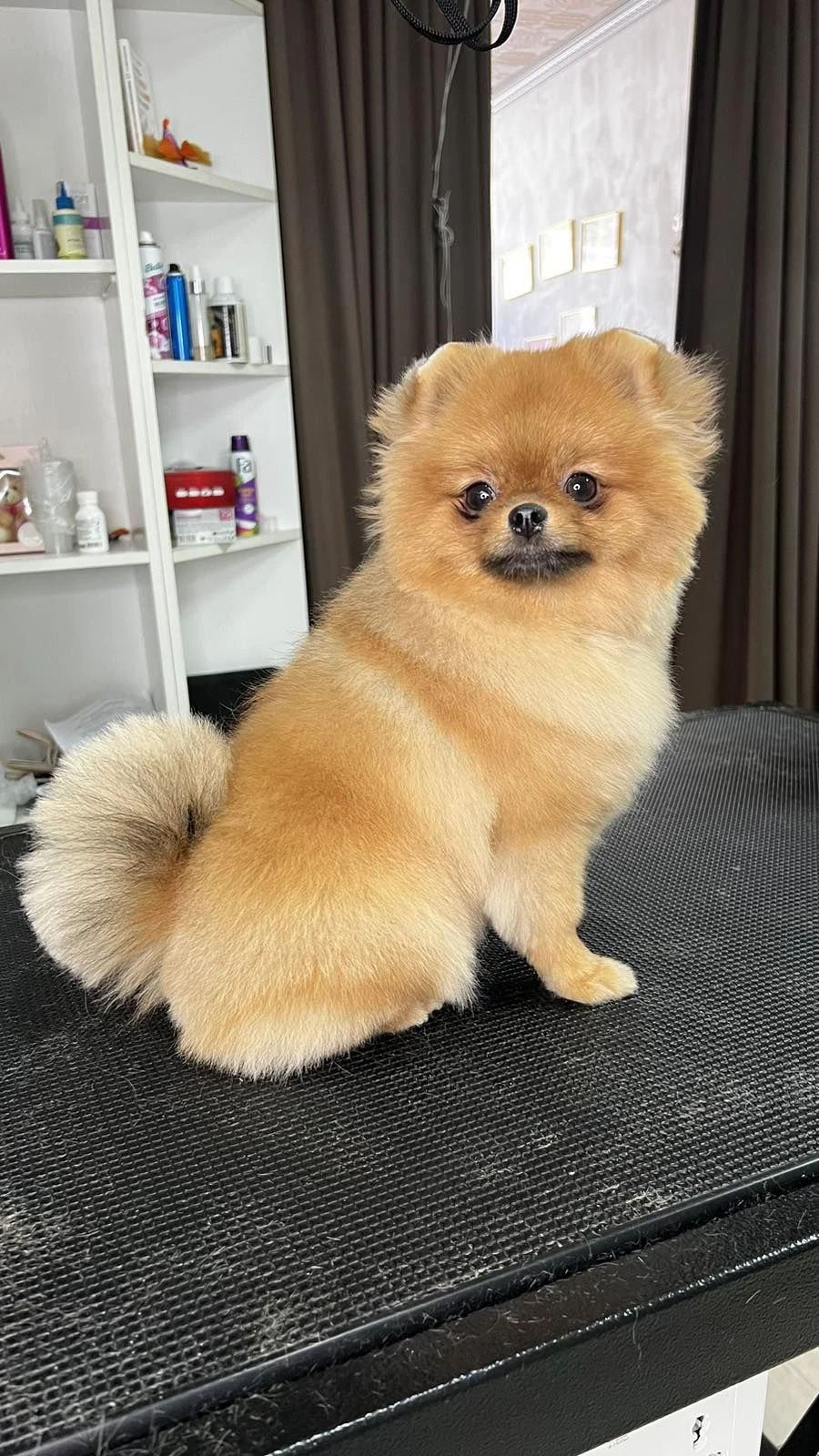 Груминг салон "My Beauty Dog" — фото 2