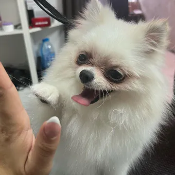 Фото бізнесу Груминг салон "My Beauty Dog"