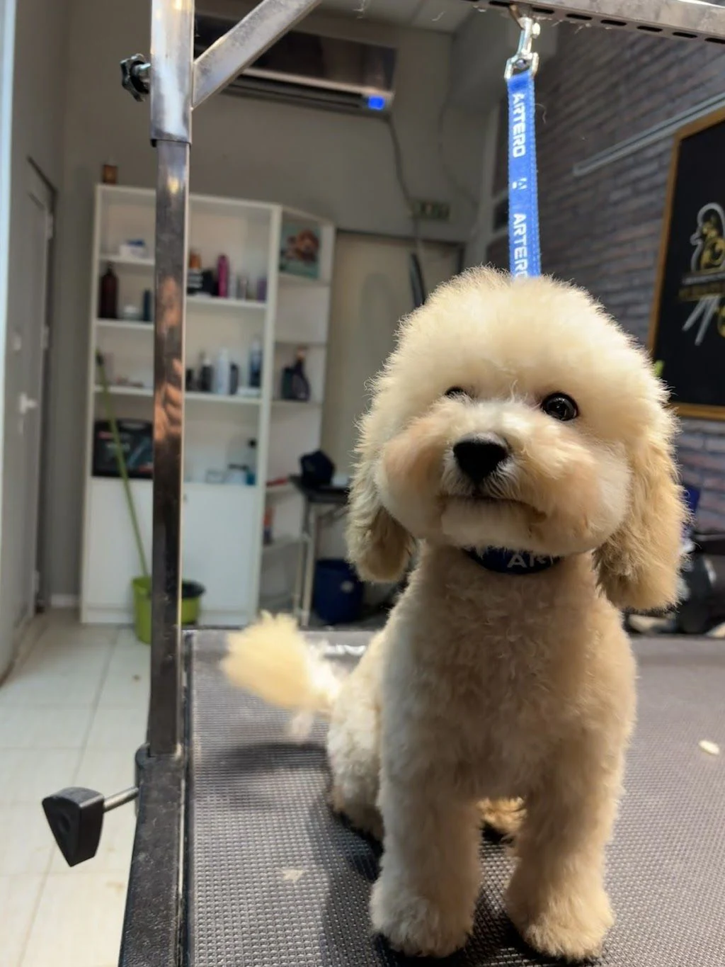Груминг салон "My Beauty Dog" — фото 4