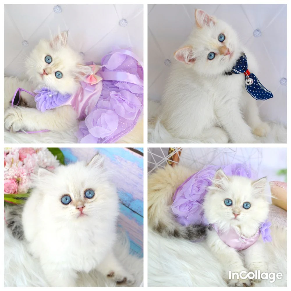 Елітні британські кошенята Золота Шиншила (Пойнт)