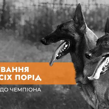 Фото бізнесу Дресирування, Готель для собак, Розплідник Малінуа "MaliGuards Club K9"