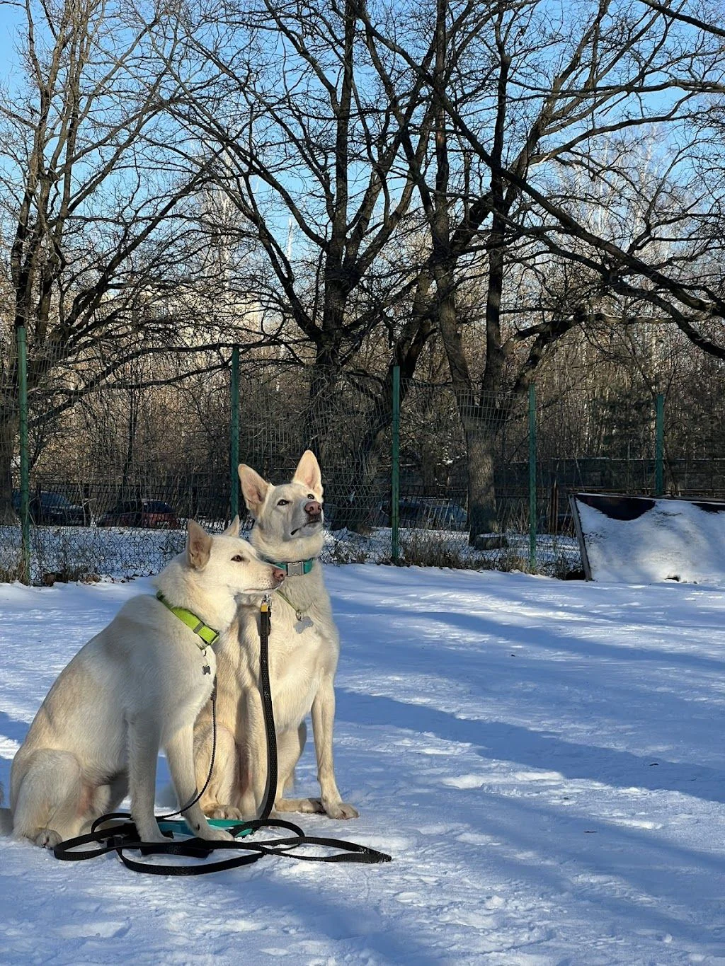 Дресирування, Готель для собак, Розплідник Малінуа "MaliGuards Club K9" — фото 3