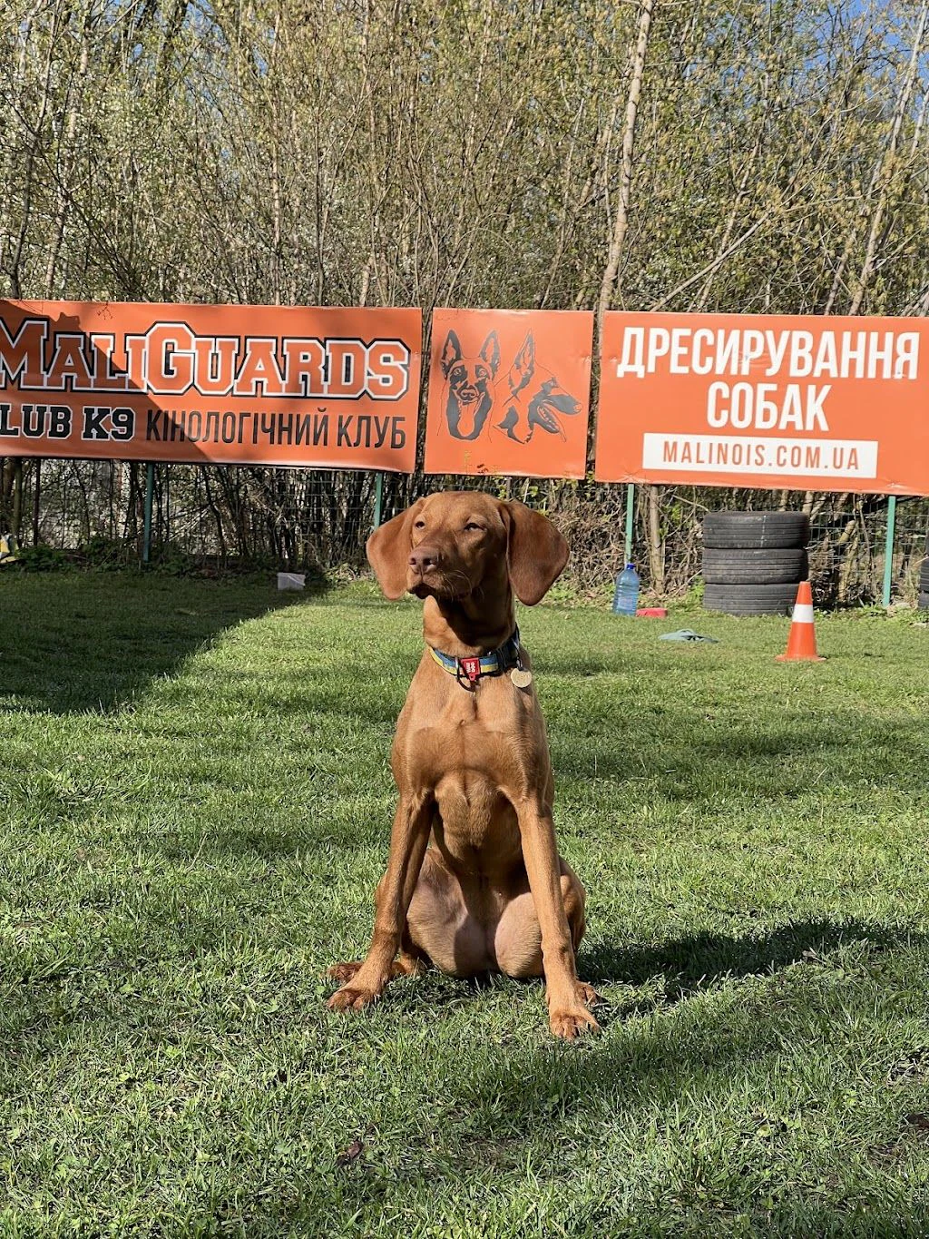 Дресирування, Готель для собак, Розплідник Малінуа "MaliGuards Club K9" — фото 2