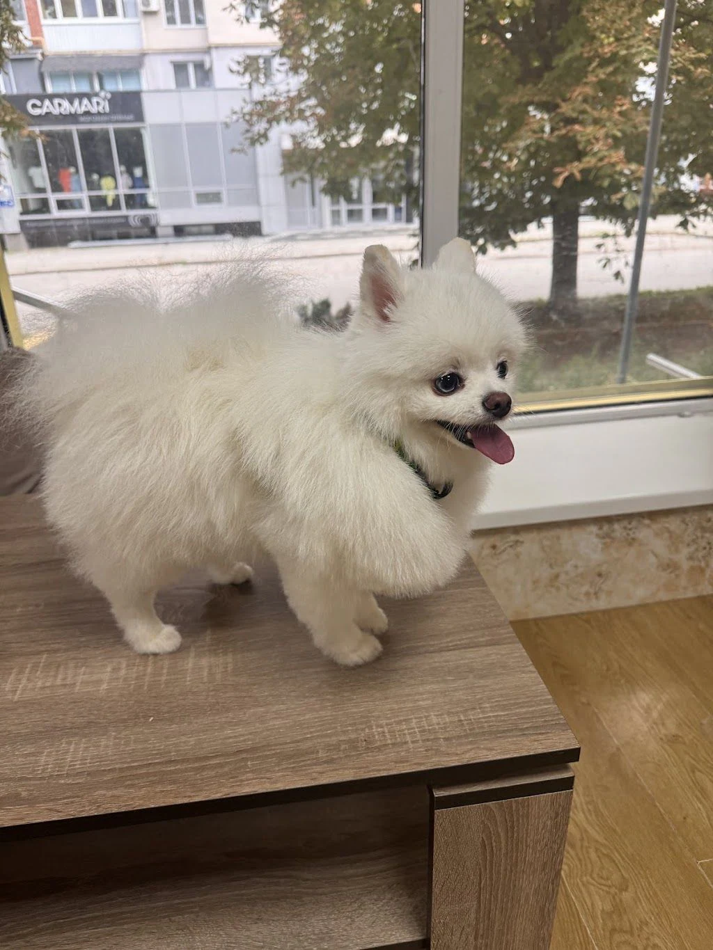 Грумінг-салон для собак та котів "DOG MODEL" у Кам'янець-Подільському — фото 4