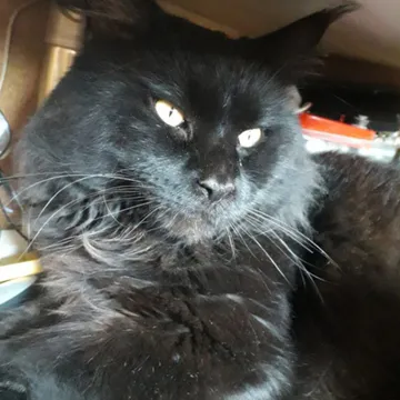 Фото бізнесу Розплідник кішок "Magnumcat"