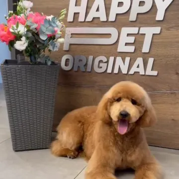 Фото бізнесу Грумінг-бутик "Happy Pet Original"