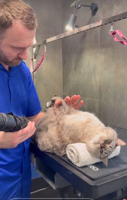Грумінг-бутик "Happy Pet Original" — фото 5