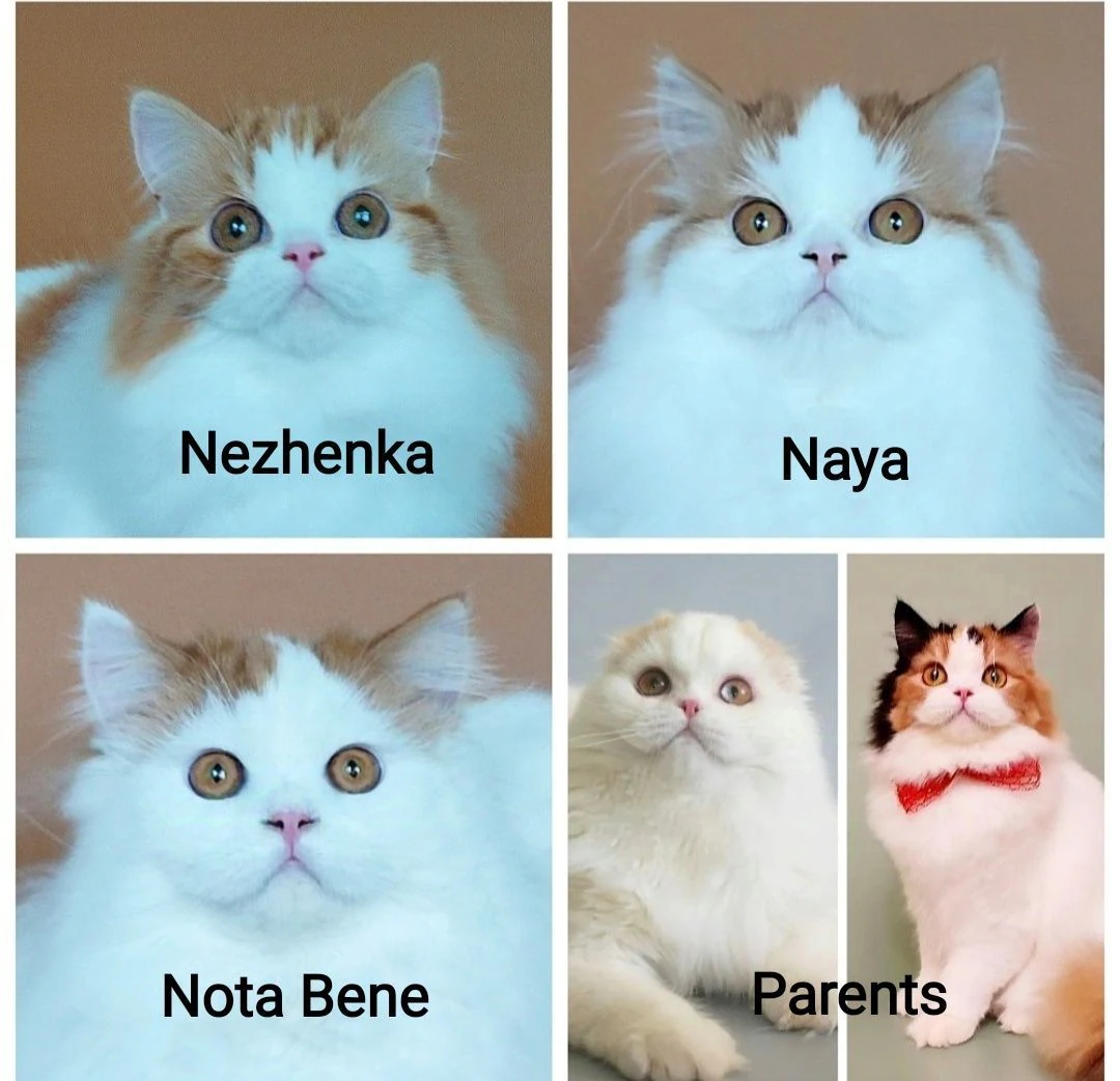 Кошенята шотландці