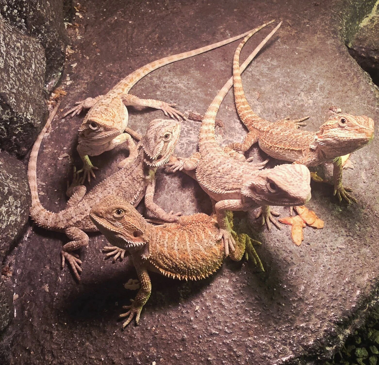 Зоомагазин "Exotic Animals" — фото 11