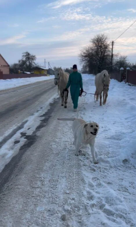 Кінні прогулянки та фотосесії в селі Зимне — фото 6