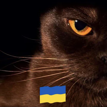 Фото бізнесу Розплідник Котів Європейської бурми "MAKQUEEN*UA"