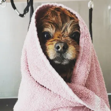 Фото бізнесу Хотел и груминг за кучета "Puppy Bubbles"