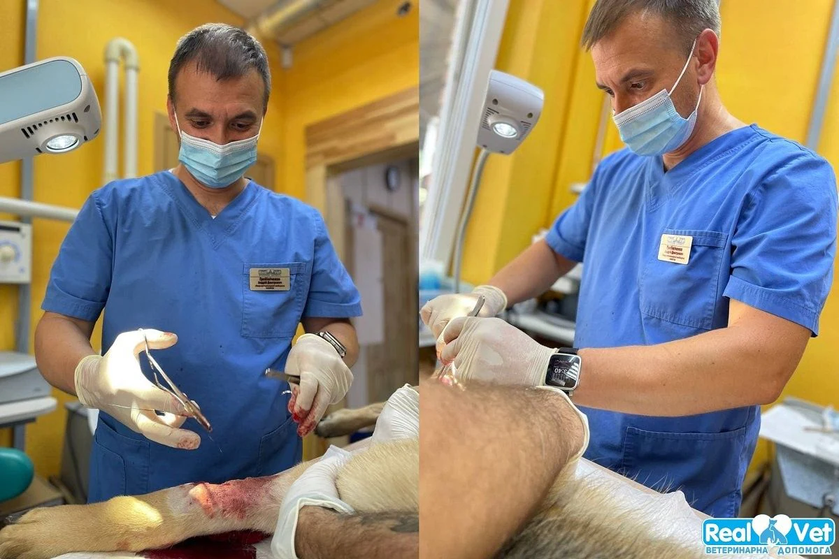 Ветеринарна клініка "Realvet" — фото 3