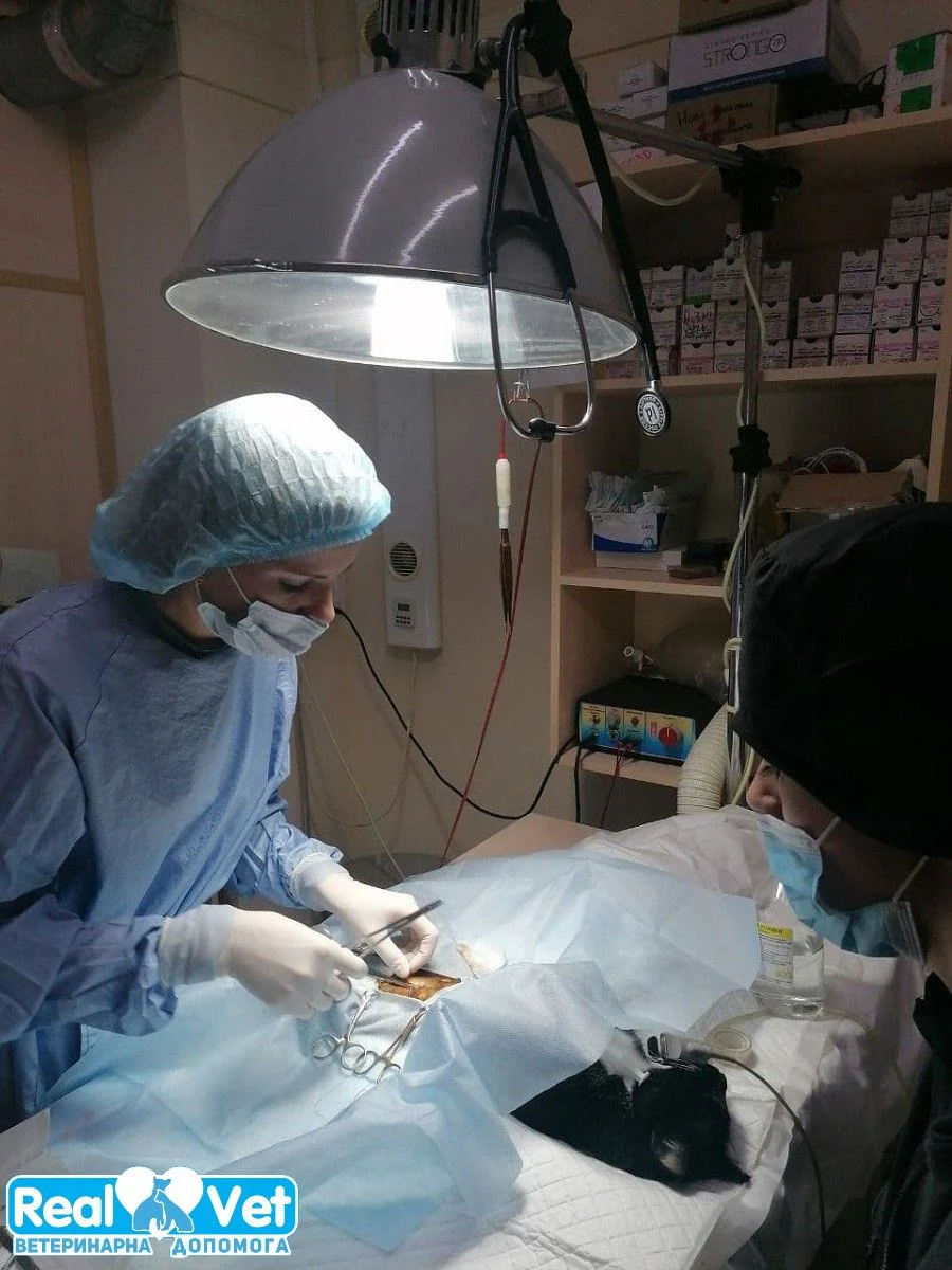 Ветеринарна клініка "Realvet" — фото 4