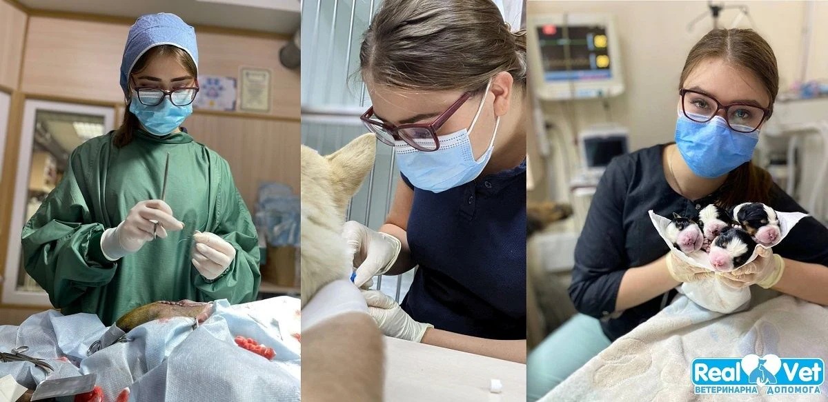Ветеринарна клініка "Realvet" — фото 6