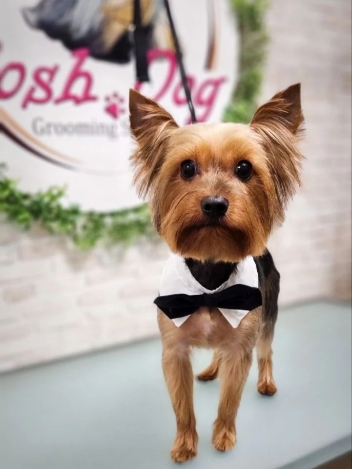 Груминг студио "Posh Dog" — фото 4