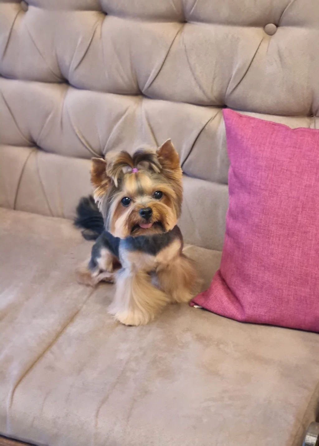 Груминг студио "Posh Dog" — фото 5