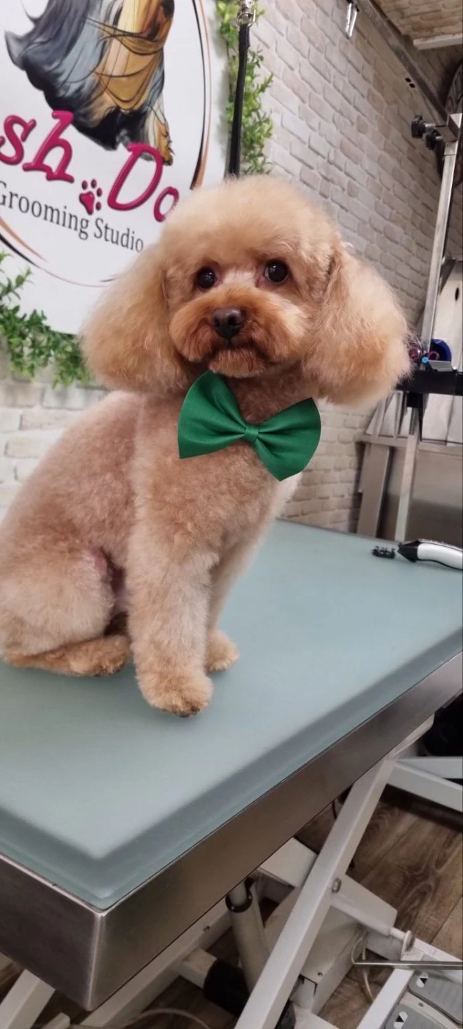 Груминг студио "Posh Dog" — фото 2