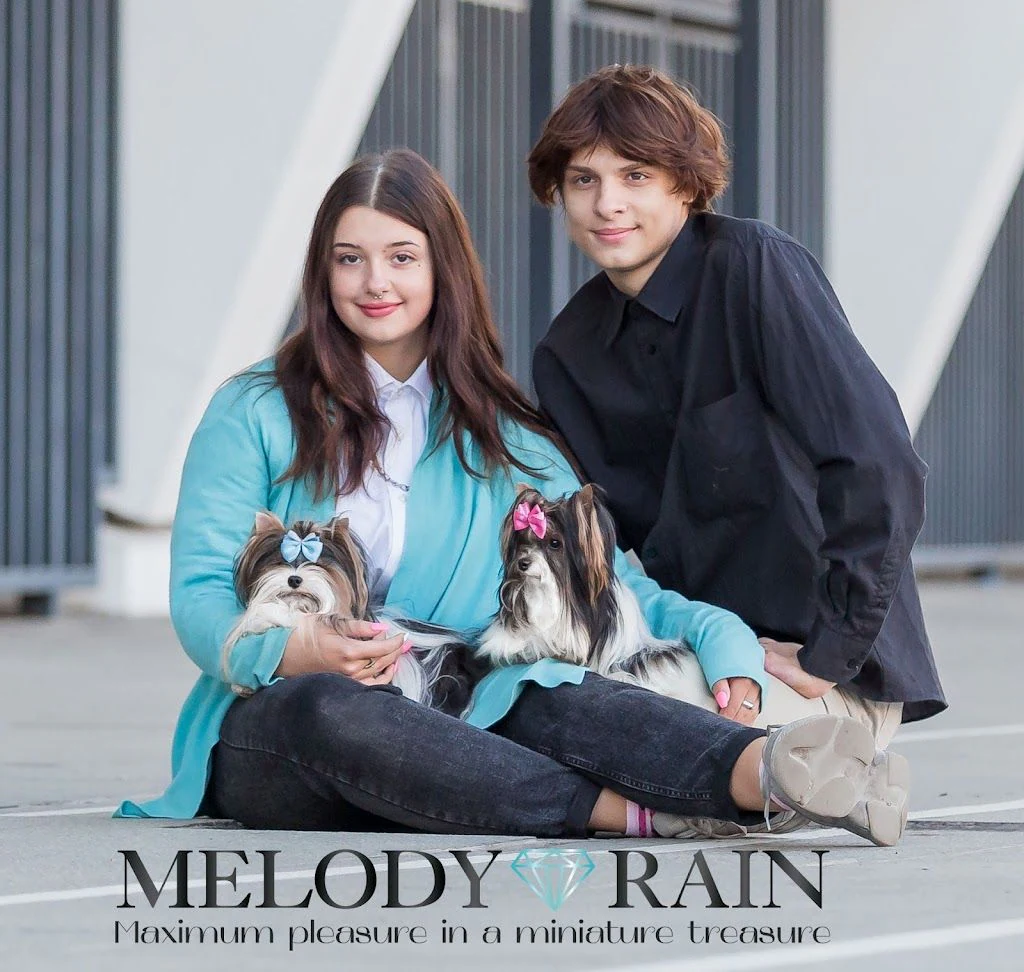 Розплідник Бівер Йоркширських Тер'єрів MelodyRain у Києві — фото 3