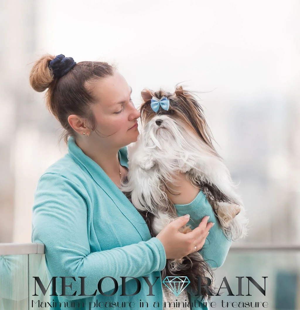 Розплідник Бівер Йоркширських Тер'єрів MelodyRain у Києві — фото 4