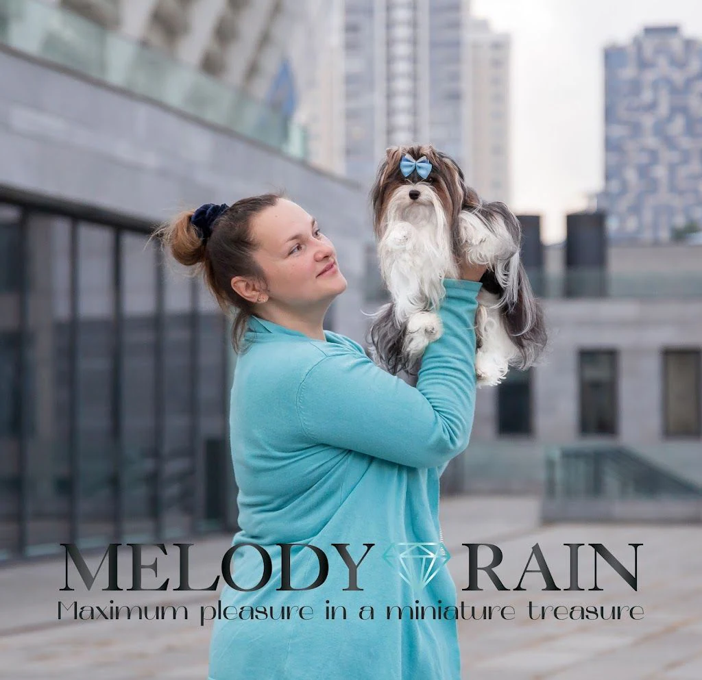 Розплідник Бівер Йоркширських Тер'єрів MelodyRain у Києві — фото 2