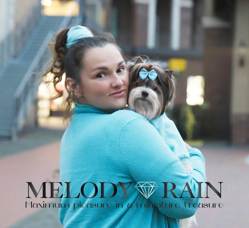 Розплідник Бівер Йоркширських Тер'єрів MelodyRain у Києві — фото 5