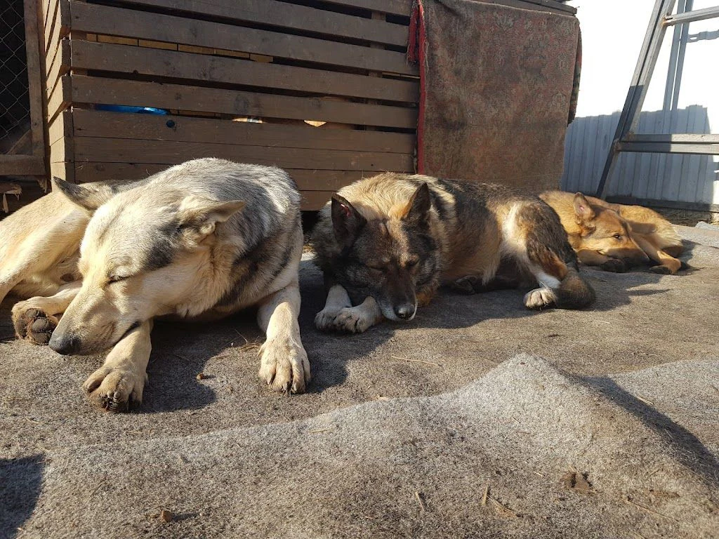 БО "Дім Сірка". Притулок — фото 4
