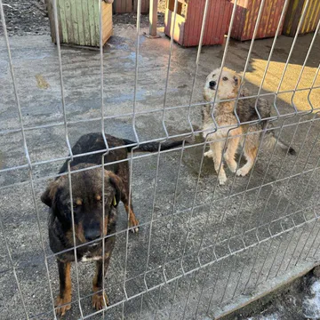 Фото бізнесу Общински приют за кучета, Казанлък