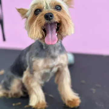 Фото бізнесу Груминг студио "Happy Dog"
