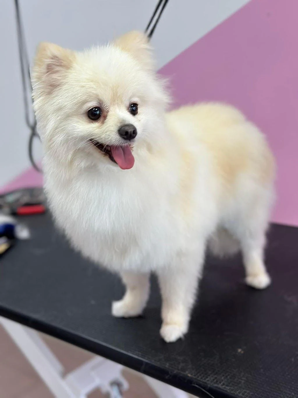 Груминг студио "Happy Dog" — фото 3