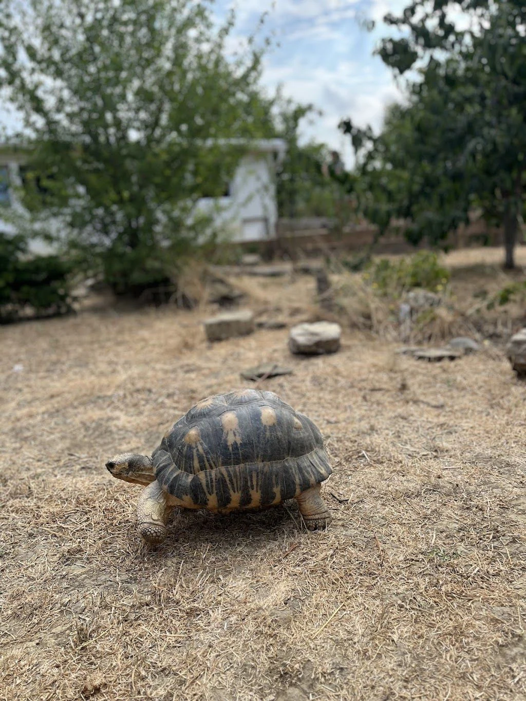 Спасителен център за сухоземни костенурки "Tortoise Rescue Center" — фото 3