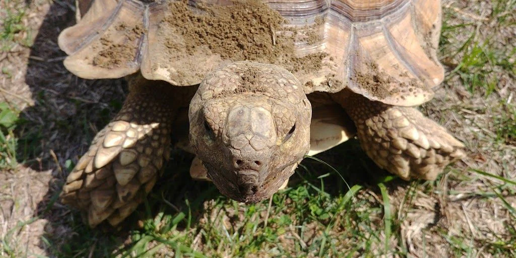 Спасителен център за сухоземни костенурки "Tortoise Rescue Center" — фото 5