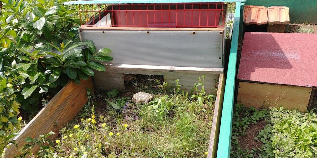 Спасителен център за сухоземни костенурки "Tortoise Rescue Center" — фото 4