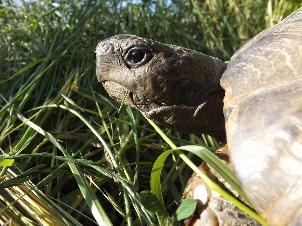 Спасителен център за сухоземни костенурки "Tortoise Rescue Center" — фото 2