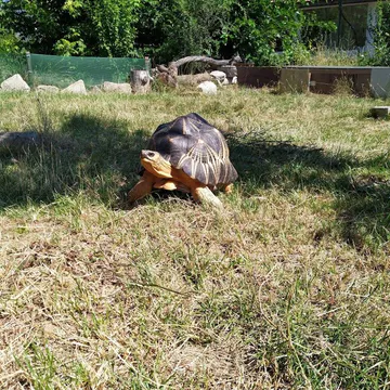 Фото бізнесу Спасителен център за сухоземни костенурки "Tortoise Rescue Center"