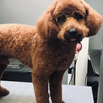 Фото бізнесу Vanya's Grooming