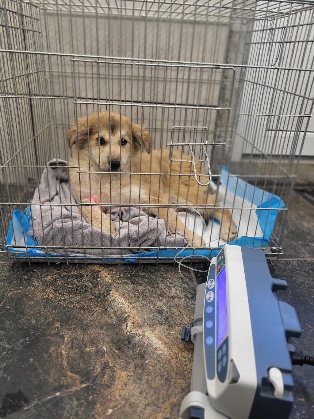 Ветеринарна клініка "Vet.Balu" — фото 2