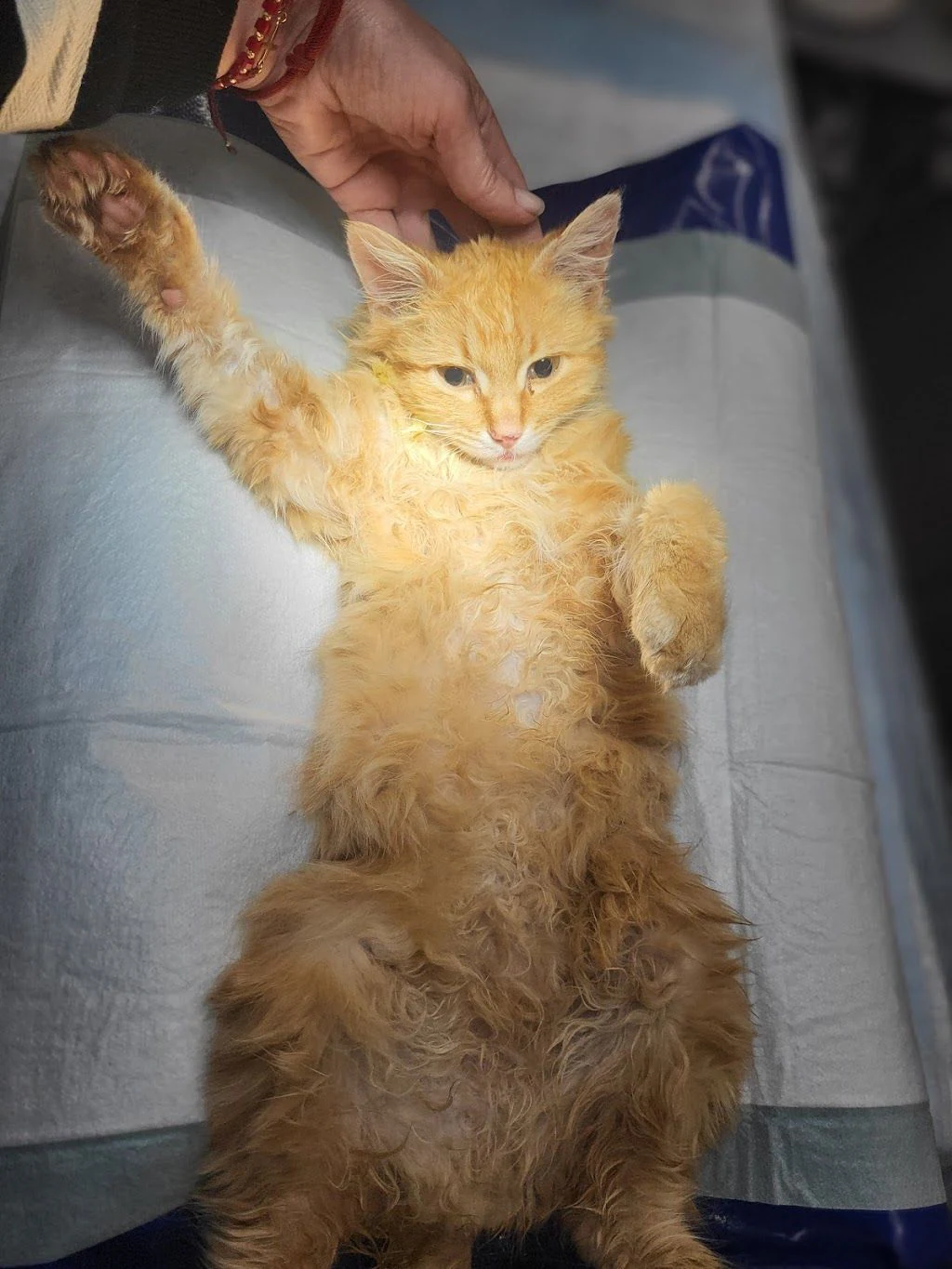 Ветеринарна клініка "Vet.Balu" — фото 4