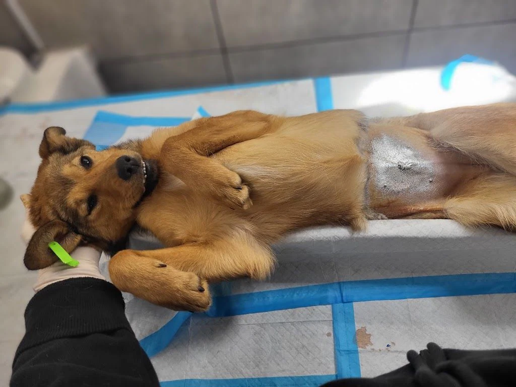 Ветеринарна клініка "Vet.Balu" — фото 3
