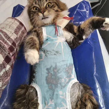 Фото бізнесу Ветеринарна клініка "Vet.Balu"