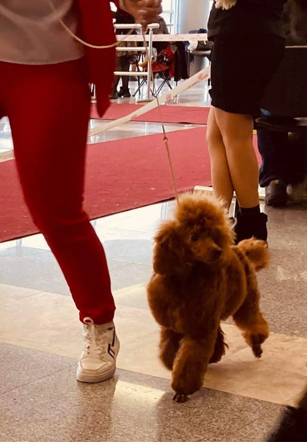 Кінологічний центр "Антарєс" — фото 3
