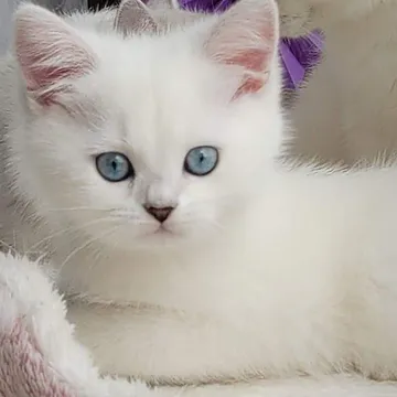 Фото бізнесу Розплідник британських котів Snow Miracle