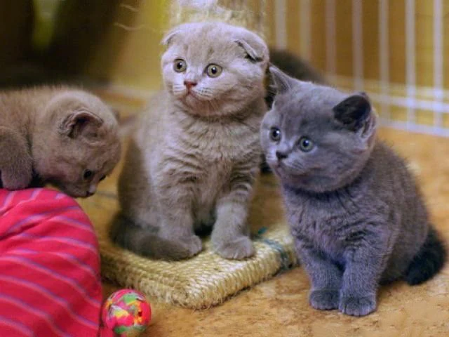 Шотландські кошенята.